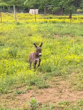 The naughty little donkey🥰#baby#cute #dinkey #babydonkey #minidinkey 