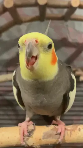 Grrr #bird #parrot #pet #birdsoftiktok #parrotsoftiktok #trend #foryou #fyp #попугай #птицы #тренд #рекомендации 