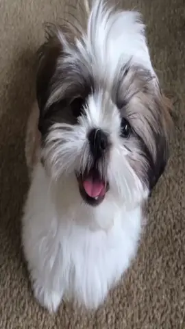 #me #shihtzu #shihtzus #puppy #puppies