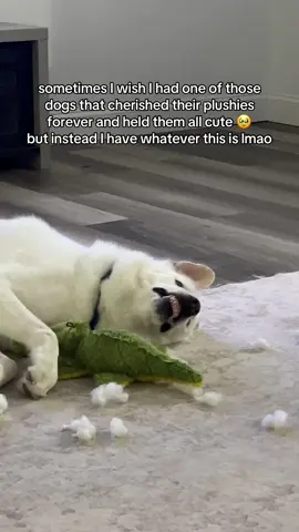 it’s still cute to me tho :) BUT if anyone knows of a plushie dog toy that will last more than a day lmk 🥲