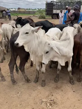 Please buy from me and thank me later…. #Harunathecowboy  #cowboy #countryside🇬🇭 #checkthebreed