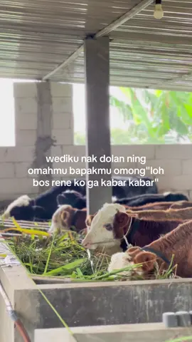 Looooo bos #bosmuda😎 #juragan #peternakmuda #sobatngaret 