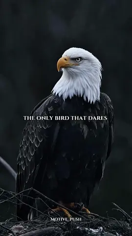 A Powerful Story About Rising Above Negativity (THE EAGLE and CROW) I post daily videos to help you improve yourself. If you'd like regular reminders of your goals, join our community #inspirational #inspirationalquotes #motivationalvideo #motivationalspeech #inspiring  #inspiredconcept #motivation #motivationalquotes #motivation #motivationalstory #motive #inspiredawesomelife 