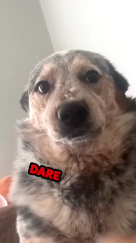 Replying to @Giftzwerg2.0 disobedient hoomans! #animalvoiceover #funnyanimals #dogsoftiktok #talkinganimals #voiceover #talkingdog #rachel