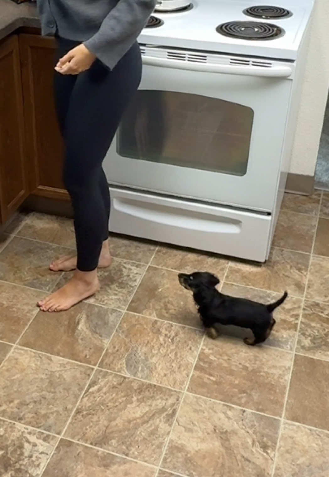 Are all of them like this? ☠️😆 #wienerdog #dachshundpuppy 
