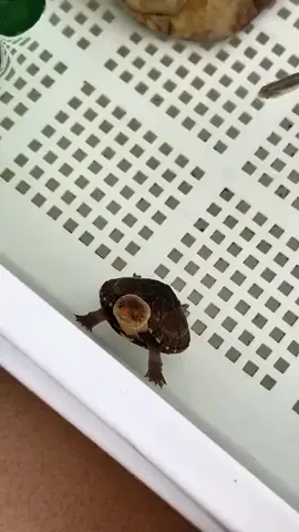 #turtle #fish #kiss 