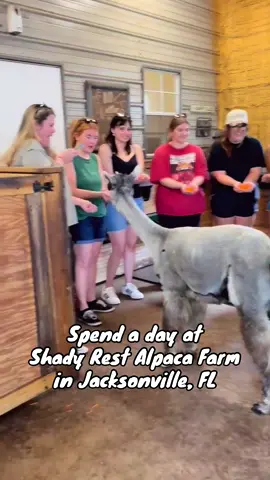 Take a tour at Shady Rest to see all we have to offer! We love our visitors 🫶🏼  #jacksonville #jacksonvilleflorida #alpacasoftiktok #Sustainability #farmtok 