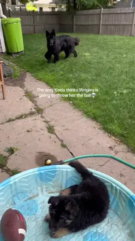 9 weeks old and Koda thinks he’s about to toss to her the football. I fricken love them