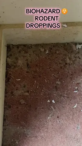 Let’s talk rodent droppings… Our trusty pest control team had been in first to eradicate any survivors before the clean could commence. Dealing with rodent droppings, mice in particular, is classified as a biohazard clean as mice faeces can carry the Hantavirus. This virus is a nasty one and can take up to 33 days to surface. You would experience fever, fatigue, nausea, vomiting, diarrhoea and even fluid build up in your lungs with difficulty breathing. It is essential to call in the professionals if you’ve had an outbreak of mice in a property so we can safely sanitise and restore the area free of contamination. Follow for more content and updates! #biohazardcleanup #miceinfestation #cobwebsfordays #hantavirusdisease #wildrodents #calltheprofessionals #crimescenecleaning #bioclean #specialiastcleaning 