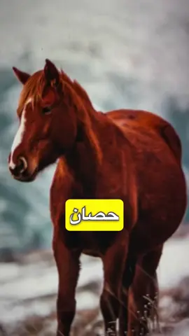 ⁨١٠٠ عظيم في ١٠٠ يوم 🔥 تلخيص كتاب 📕  ( مئة من عظماء أمة الإسلام غيروا مجرى التاريخ) ⬅️ للمؤلف والباحث التاريخي جهاد التُرباني … ⬅️ معلومات الكتاب اشمل وأكثر في حال أهتمامك . ⬅️الأنبياء والرسل هم اعظم الخلق دون اي منازع لذالك لم يذكرهم الكاتب . ⬅️ ترتيب العظماء لا يعتمد على مكانتهم او انجازاتهم او حقبتهم الزمنية (ما عدا العظيم الاول) .  ⬅️نسأل الله ان يبارك في عملنا ويجعله خالصاً لوجهه الكريم وان يكون صدقة جارية عنا 🤲🏻 . ⬅️ انشروا المقطع لنعلم تاريخنا العريق المُهيب ✅.⁩#تاريخ #إكسبلور #قصص #عمر_المختار 