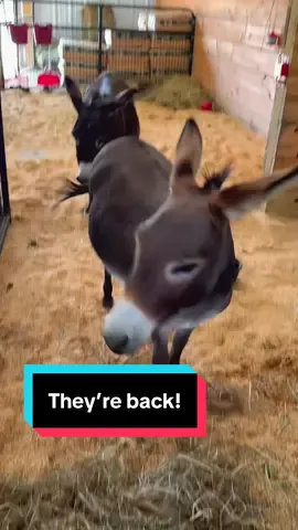 All the mini donks are back together!🫏💕 #minifarm #minidonkeys #minijenny #minidonkey 