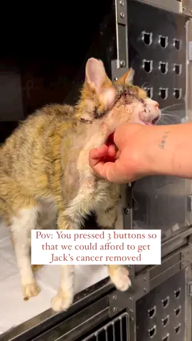#Repost  🌷 We need donations 🌷 Hi lovely people 🪷 As you know, Jack has been dealing with multiple health issues. When we first found him in the streets, he had one eye and one testicle 🥹 Whoever did this was surely an incapable doctor… We took him to our pet to sterilize him at first but over time we realized that he has cancer.  Unluckily he went through 5 different surgeries and got his eye and nose cancer removed. These surgeries cost a lot so we are looking for some donations 🙏🏻🌈 Even 5€ is important when it comes to gather the needed amount, together we can alter Jack’s life 🐈‍⬛💘 He’s staying at vet clinic He is cancer free now but still needs special care 🥺 To donate, you can use the link in our bio but please do not forget to write Jack, we are truly grateful for you 🪷 Thank you so much for taking time to read this 🍒 Plenty of love 💕 #catlover #catrescue #fipwarriors #fipcat #animallovers #animalrescue #kittenlovers #kitten #kittenrescue #straykitten #straycat #straycatrescue #animals #helpanimals #help #helpothers #helpme #helpcats #helpkittens