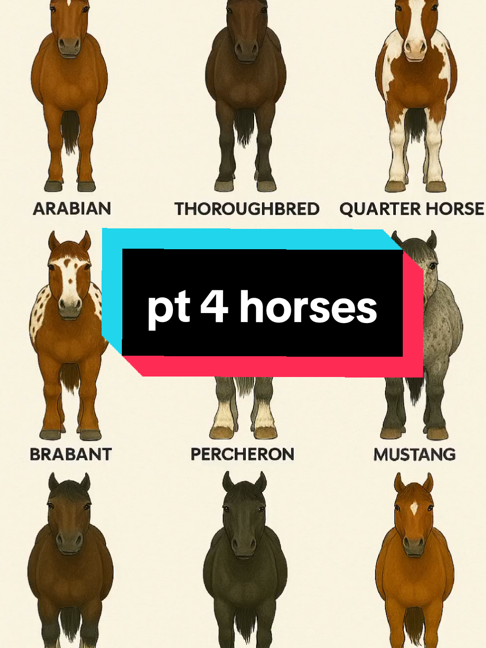 The Mighty Brabant: Strength in Elegance#BrabantHorse #DraftHorsePower #GentleGiant #HorseMajesty #HeavyHorse #BrabantBeauty #StrongAndGraceful #HorseLovers #EquineStrength #MajesticHorse #faunablog #fyppp 