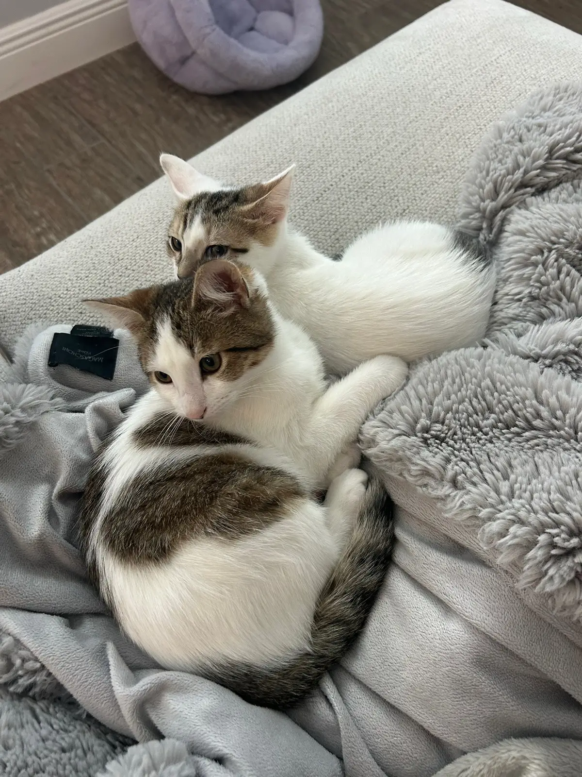 #cats 