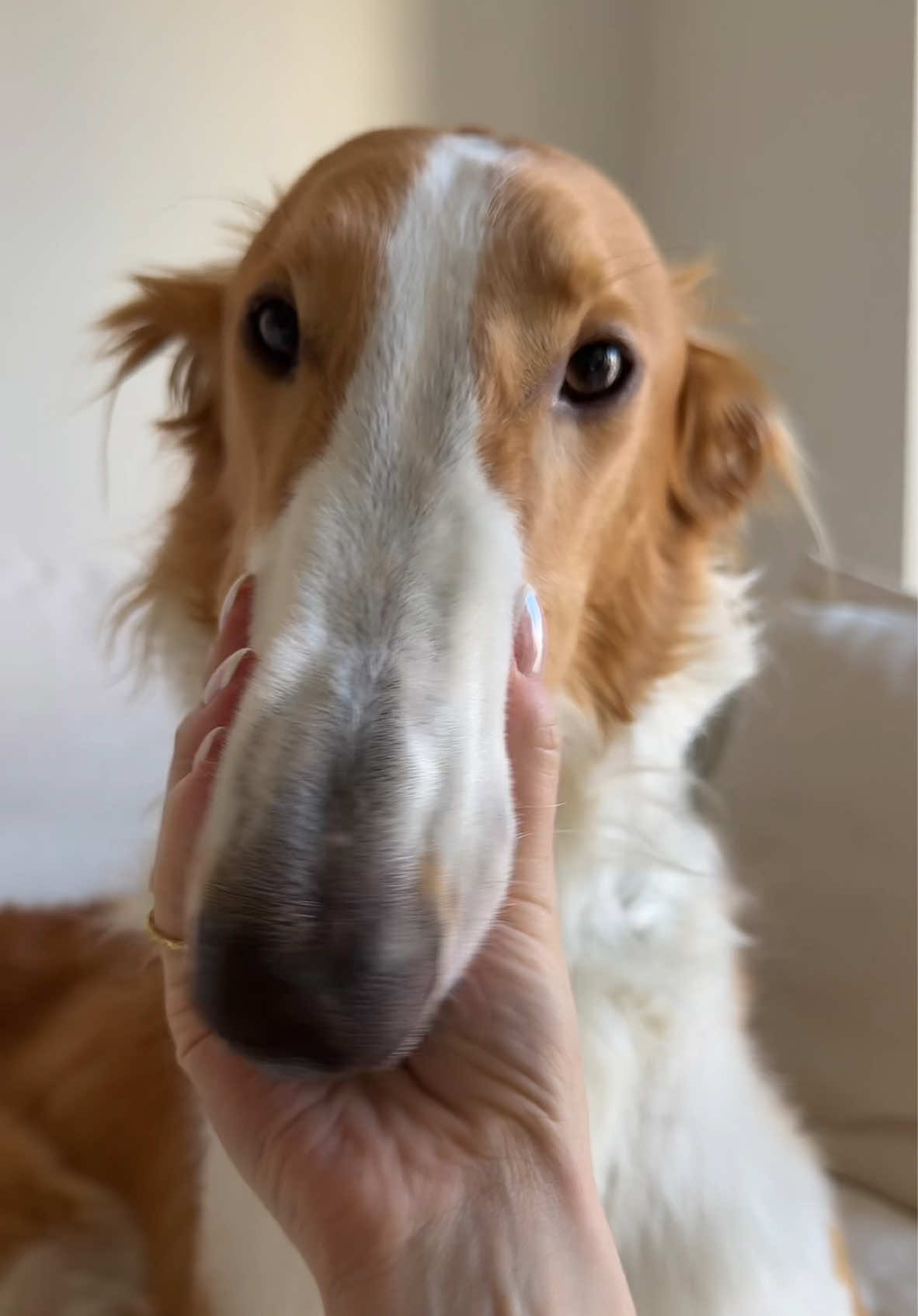 woof #PetsOfTikTok #funny #borzoi #dogtrend #snoot #dogsoftiktok 