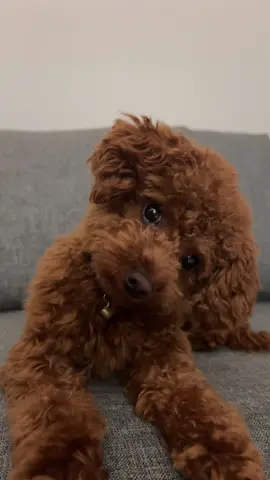 #dogsoftiktok #viralvideos #toypoodle #toypoodlesoftiktok #keşfett 