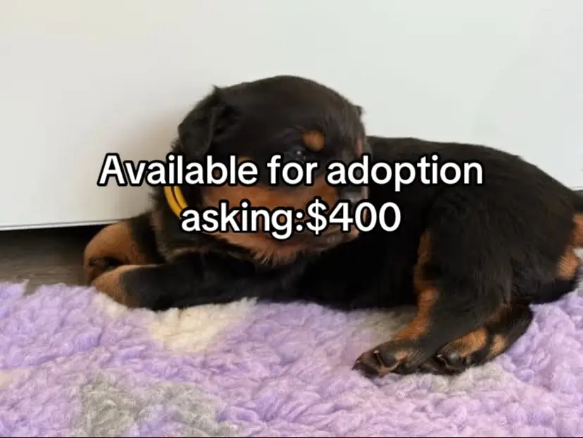 We currently have a litter of Amazing Rottweiler puppies available and ready to go ALL CERTIFIED CURRENTLY POTTY TRAINING FRIENDLY WITH KIDS AND OTHER HOME PETSUP TO DATE IN ALL FIRST CYCLE SHOTS Comes with papers and all accessories feel free to Dem page for more info about them thanks in advanceRottweilers Pups for Adoption 🐕🎄❤️FESTIVE PERIOD IS ALMOST HERE!!!!🎄❤️🐕Hi there! @everyone  it's so sad 😢 for me to say this here but this little puppies need your help thier mom just passed away 😢 few weeks after thier birth thier owner just informed me earlier this afternoon.Please let's all put our heads together to help these little babies 😥🙏 you can just message me if you are willing to offer any form of help and if you might need one of these puppies 🙏. Please safe these babies?? please#rottweiler #dogsofinstagram #dog #rottweilers#rottie #rottweilersofinstagram #dogs#rottweilerpuppy #puppy #instagram #rottweilerlove#of #rottiesofinstagram #pitbull #doberman#rottweilerworld #rottielove #puppiesofinstagram#dogoftheday #puppylove #rottweilerfans#dogstagram #puppies #canecorso #Love#rottweilerlife #k #doglovers #doglover#germanshepherd#california#georgia#newhampshire#minnesota#alaska#maryland#hawaii#florida#delaware#texas #nabraska#virginia#newmexico#colorado #idaho#pennsylvania#newjersy#louisiana#kansas#montana#utah#arkansas#connecticut#illinois#alabama#northcarolina#arizona#Michigan#maine#kentucky#southdakota#tennessee#Vermont#wisconsin#nevada#oklahoma#lowa#indiana#oregon#Ohio#rhodeisland#southcarolina#westvitginia#northdakota#Wyoming#Washinton#missouri#newyork#puertoRico.rottweiller puppies for adoptionrottweiler puppies for adoptionrottweiler puppies for adoption near merottweiler puppies for adoption in ctrottweiler puppies for adoption in parottweiler puppies for adoption in nyrottweiler puppies for adoption in floridarottweiler puppies for adoption houstonrottweiler puppies for adoption ohiorottweiler puppies for adoption in scrottweiler puppies for adoption in azrottweiler puppies for adoption in coloradorottweiler puppies for sale azrottweiler puppies for sale australiarottweiler  for sale adelaiderottweiler puppies for sale atlantarottweiler puppies for sale alberta,