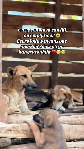 Hello dear friends l do call upon everyone with anything little and we can make a change in our dogs life please 🙏 anything you can donate to our gofund link in boi 🥹😢💔🙏
