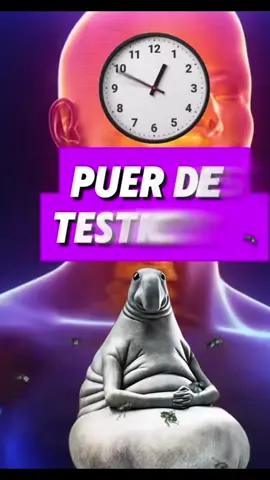 Des protéines à gogo #proteines 