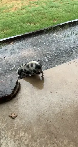Way back when I had my first experience with rain #pigtok #potbellypig #rain #raindance 