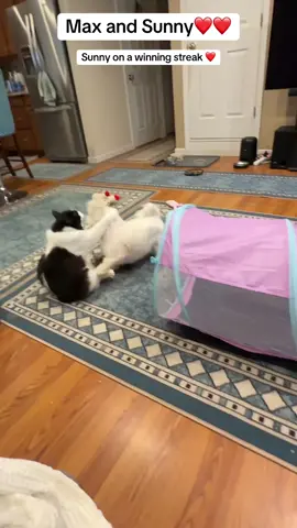 #rescuecat #Maltese #BestFriends #petlover #cats #dog #happy 