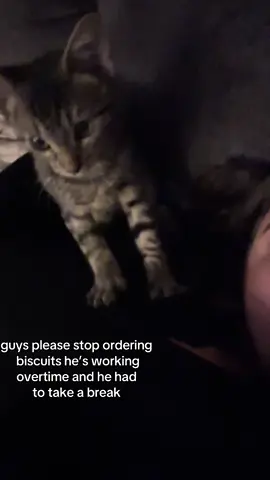 #cats #fyppp 