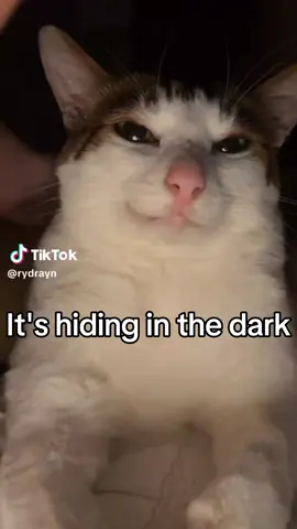 Monster Bao 🐈😨 #catsofttiktok #unclebao #baobao #bao 