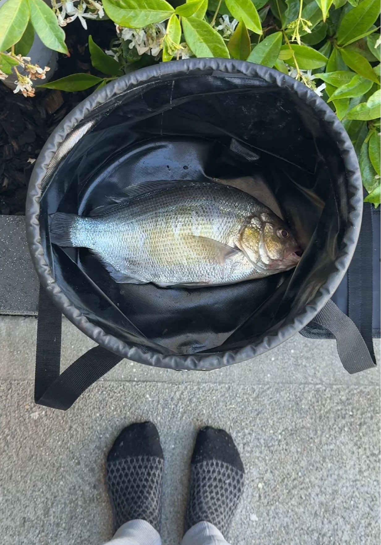 I’ll be fishing 24/7 thanks to @Timeline 🎣💫 #Timelinepartner #surfperch #surffishing #catchandcook
