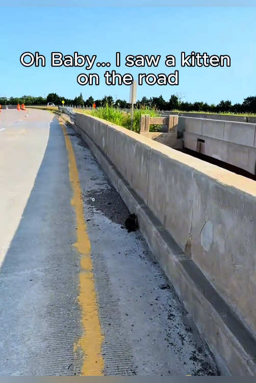 Rescue a kitten #rescue #animals #animalsoftiktok #rescueanimals #kitten #kittensoftiktok 
