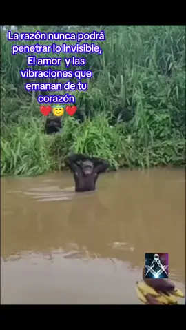 ❤️😇❤️ #larazon  #amor  #capibara  #cesarvaldizan46 