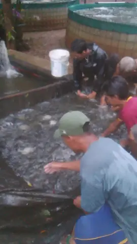 TOS siap Gusti benghar #aquakultur #ikannila #biofloknila #kolambiofloknila 