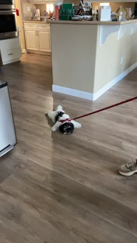 throwback... who needs a mop for their house??? #shihtzu #shihtzusoftiktok #dogtok #dogsoftiktok #fyp 