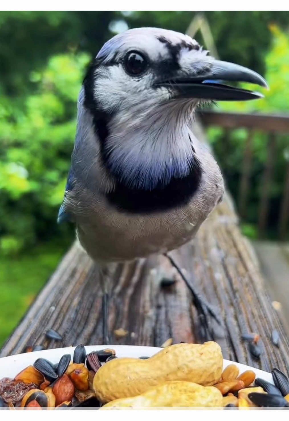 Some birbz #fyp #birds #birdwatching 