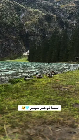 اللي يبي الاجواء الحلوة لا يتعدى شهر سبتمبر نهايته خيال 🏊🏻‍♀️. #مطر #طبيعة #fyp #สโลว์สมูท 