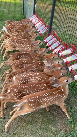 Evening bottles! Organized chaos 😉 #bestnonpayingjobever #fawn #foryou #fyp #viralvideo #trending #cuteanimals #buffalony #fypシ #wildliferescue #whitetaildeer #animalsoftiktok #funnyanimals #nonprofit #wildliferehab 