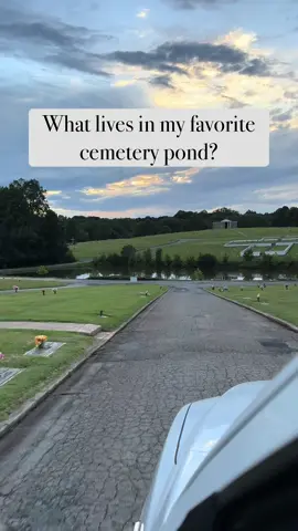 I like to look at microorganisms so I collect disgusting stinky water from my local cemetery because it’s public and no one’s there to ask what the heck I’m doing. Except that one time and it was weird.  Compilation of microorganisms just chillin in the pond 💙 🔬Olympus BX51w/ DIC 🏷️ #cemetery #science #mysterious #fypage 