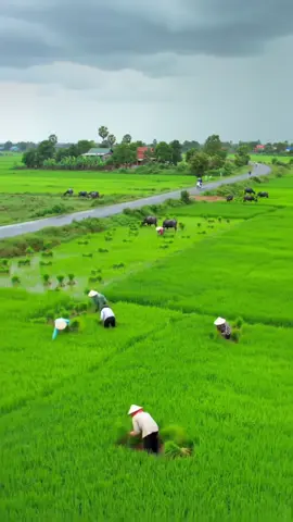 🌿☘️🍀☔️#ទេសភាពស្រុកស្រែ🌄🏜️🌱🌼🌾🐟 #កូនអ្នកស្រែ🌾🍀 #ស្រុកស្រែ🖼️🌾🌞🌔❤️ #tiktokviral #fyp #foryou 