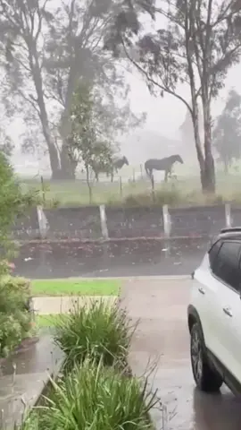 Terrible lightning destroyed tall trees in an instant. We really need to be in awe of the power of nature.⚡️🌳😳#lightning #nature #awe #fpy #foryou #tiktok #tree #usa 