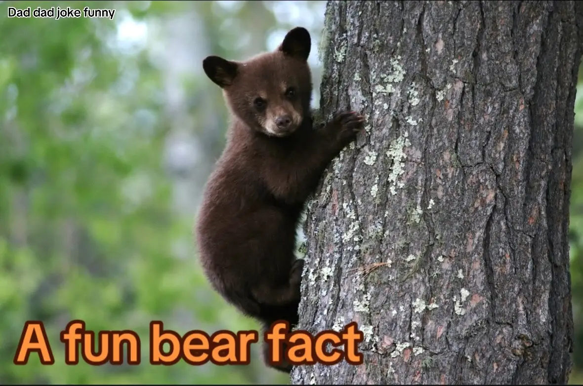 #facts #bears #humor  Bears are really cute and funny sometimes. Just don’t mess with a bear in the wild.