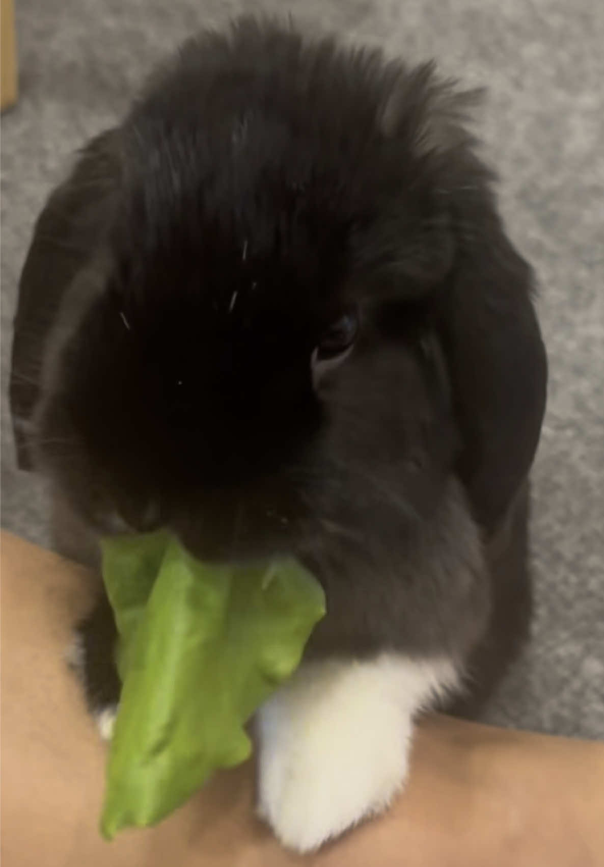 hungry panther 🥬 #fyp #foryoupage #feed #bunny #bunnies #blackbunny #rabbit #pets #animals #cute #lawnmower #lettuce