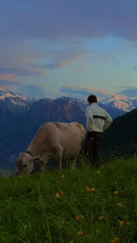 oh to be a cow in switzerland
