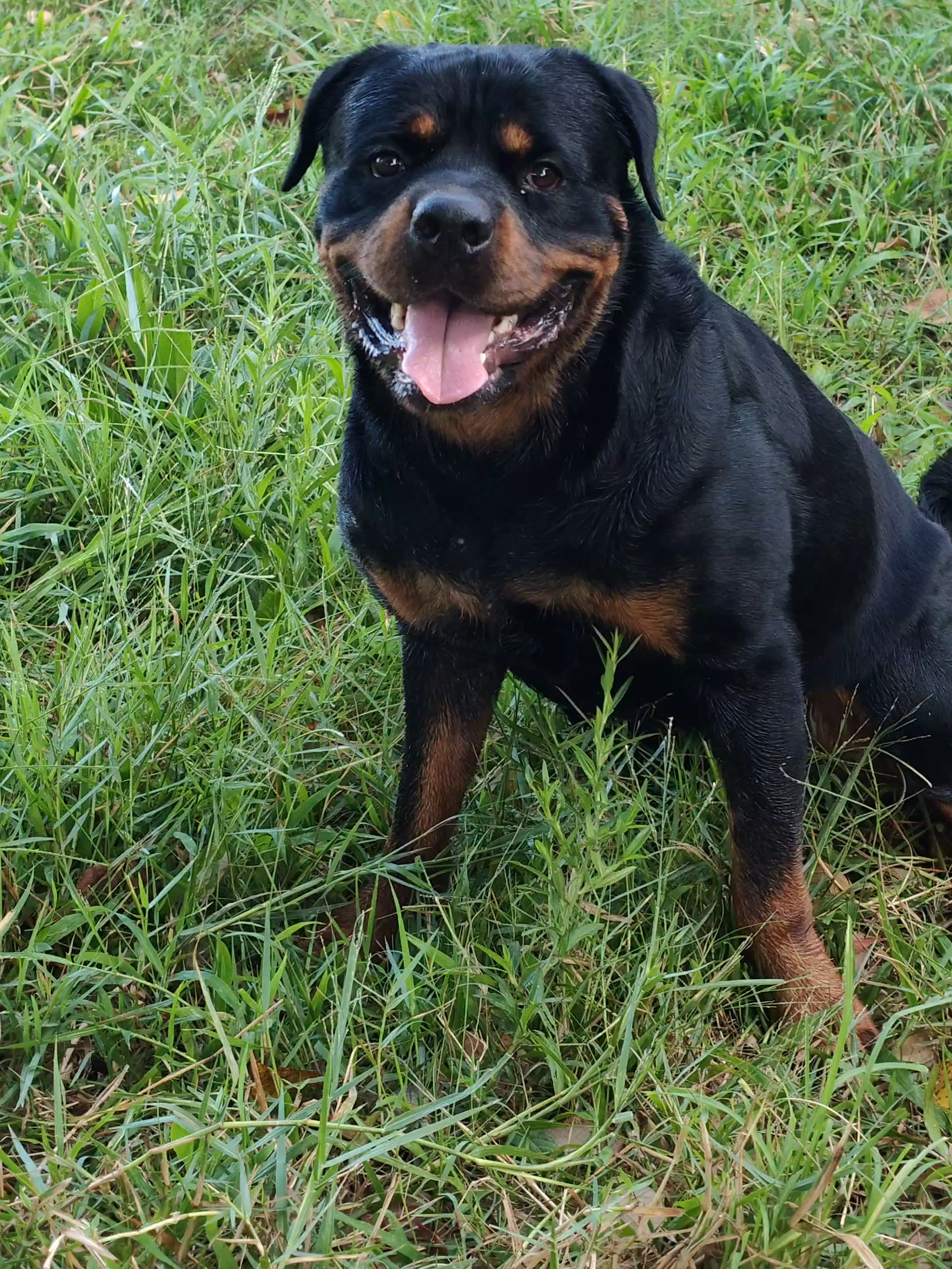 #vondelexikennel #rottweiler #rottweilerindonesia #fyp #anjing #dog