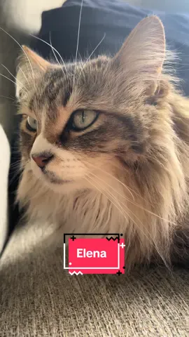Mi Elena is so precious!! #catsoftiktok #foryoupage #parati #gata #longhaircat 