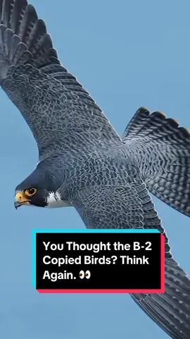 You Thought the B-2 Copied Birds? Think Again. 👀#StealthTech #FlightScience #RadarEvasion   #AviationFacts #StealthBomber #Biomimicry #MilitaryTech #usa_tiktok 
