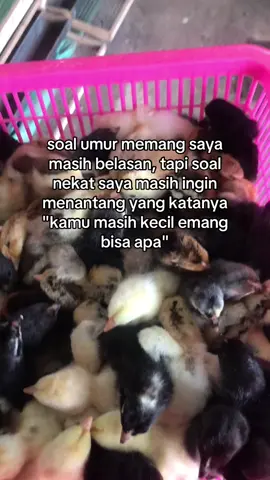 bisa ngabisin duit orang tua ajalah hehe #fyp #peternakmuda #peternakunggas #mudajayafarm #ayamkub #ayampetelur #peternakkub 