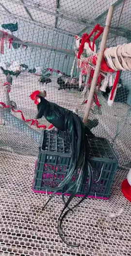 #hensoftiktok #foryoupage #animals 