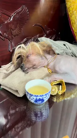 bé ơi ngủ đi đêm đã khuya rồi #slep #mydog #funny #foryou #fypシ #pet #dog #trending #tiktok 