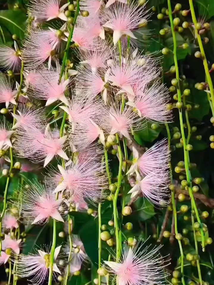 Meet the Barringtonia racemosa—nicknamed the “midnight bloom” in Hainan. This tropical flower opens quietly at night and fades before sunrise. Netizens say it looks straight out of a CGI movie! #Hainan #Flowers #TropicalPlants #AI#Aesthetic #china #flower #movie #sunrise