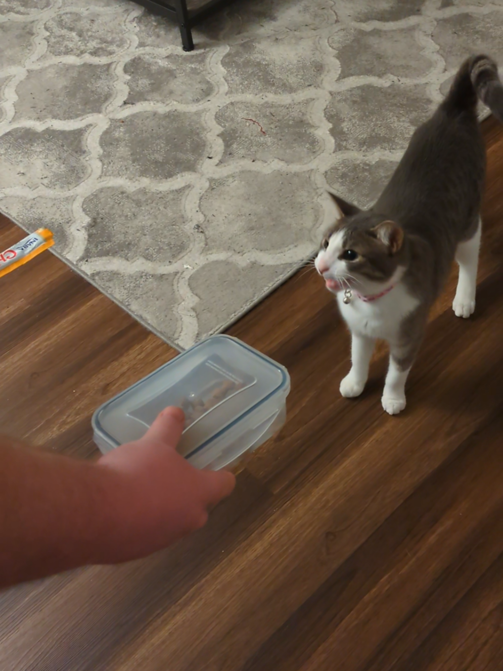 Syl's adorable moment of decision!
