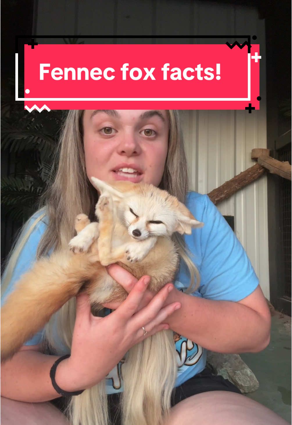 Let me give you just some facts on fennec foxes! 🦊 #exotic #fox #fennec #fennecfoxes 